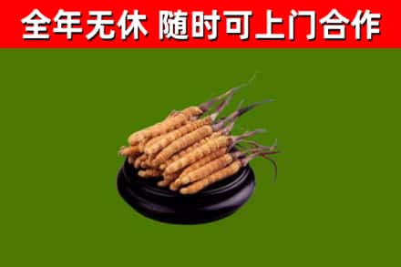 迁安市回收冬虫夏草